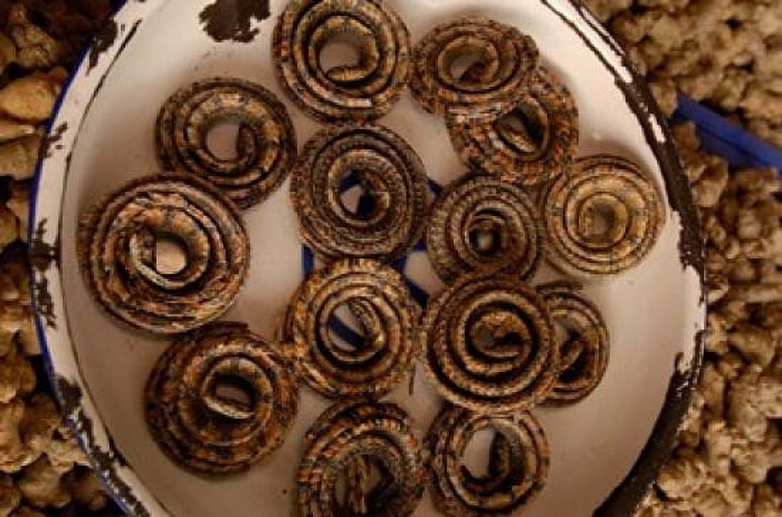 Dried Snakes in Kunming Traditional Medicine Market Yunnan Province China Canvas Art - Pete Oxford DanitaDelimont (38 x 26)