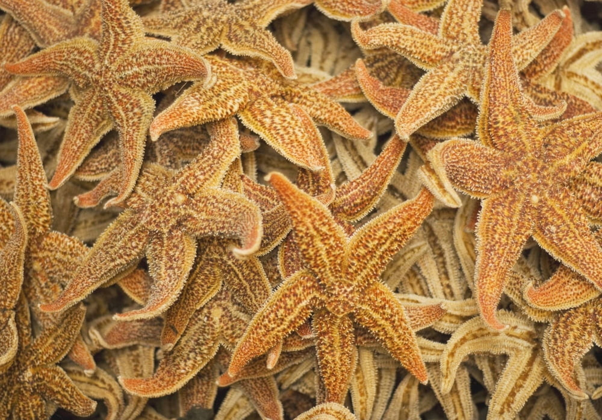 Dried Starfish On A Street Market In Hong Kong China Canvas Art - Philippe Widling Design Pics (18 x 12)