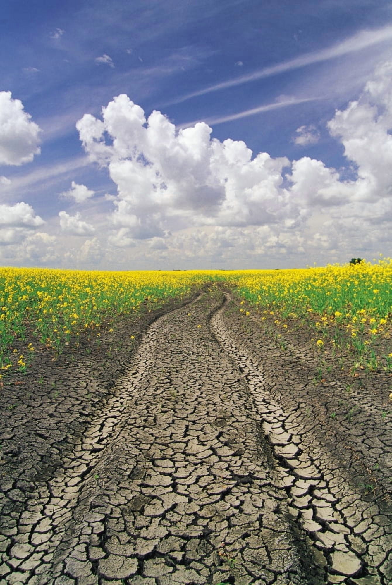 Dried Up Machinery Tracks Through Canola Field Near Winnipeg Manitoba Canvas Art - Dave Reede Design Pics (11 x 17)