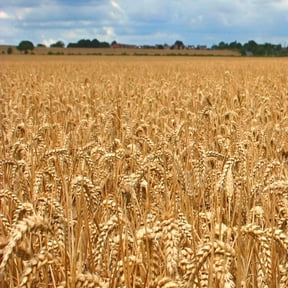 Dried Wheat Stalks, 100 Stems Wheat Sheaves for Decorating Wedding Table Home Kitchen (15.7 Inches)