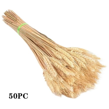 Dried Wheat Stalks - 50 Stems of 100% Natural Dried Flowers for Home, Kitchen, Wedding, and Party Decor - Farmhouse Table Centerpiece, Harvest Wreath, and DIY Decoration