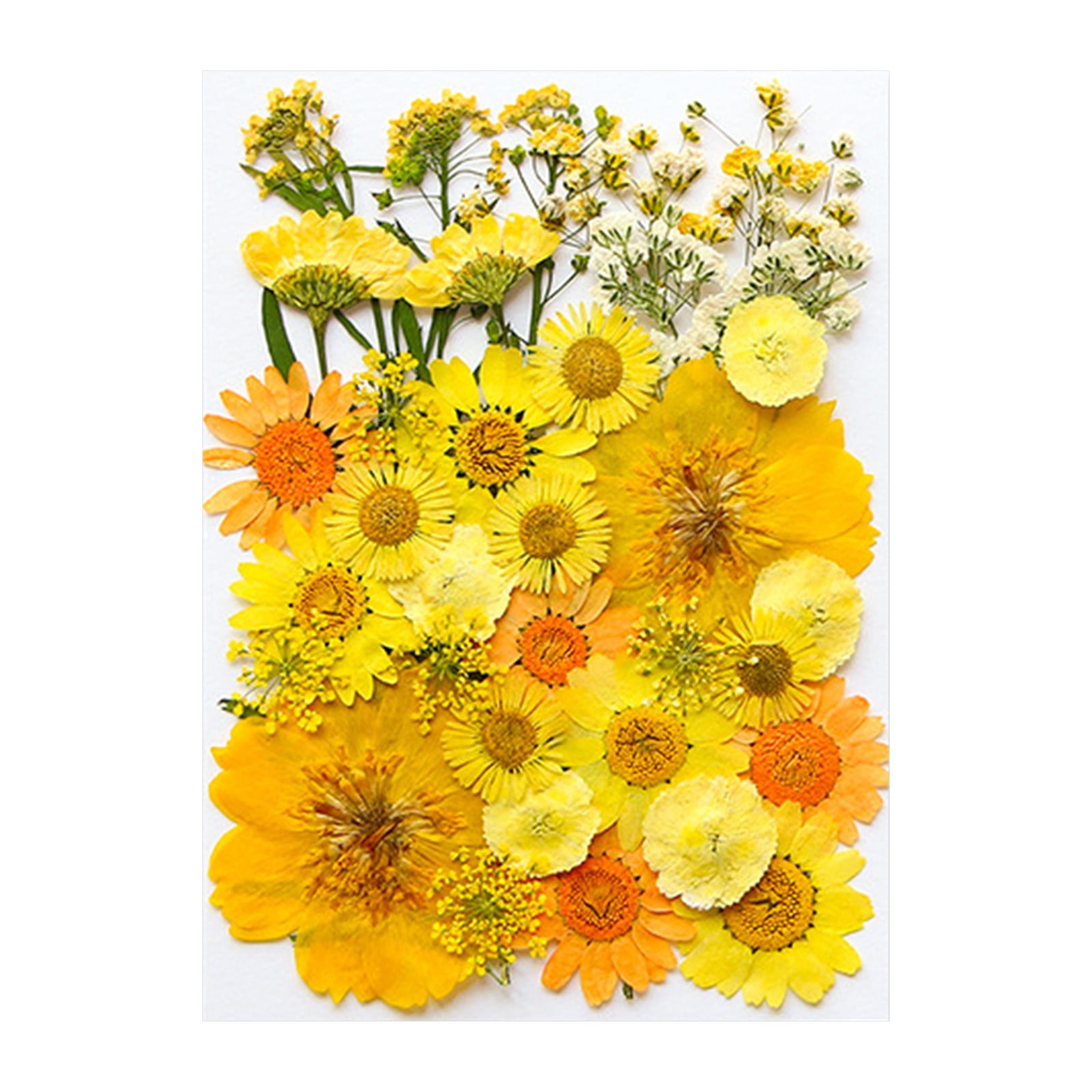 Dried and Embossed Flowers for Resin Kit Candles and Crafts