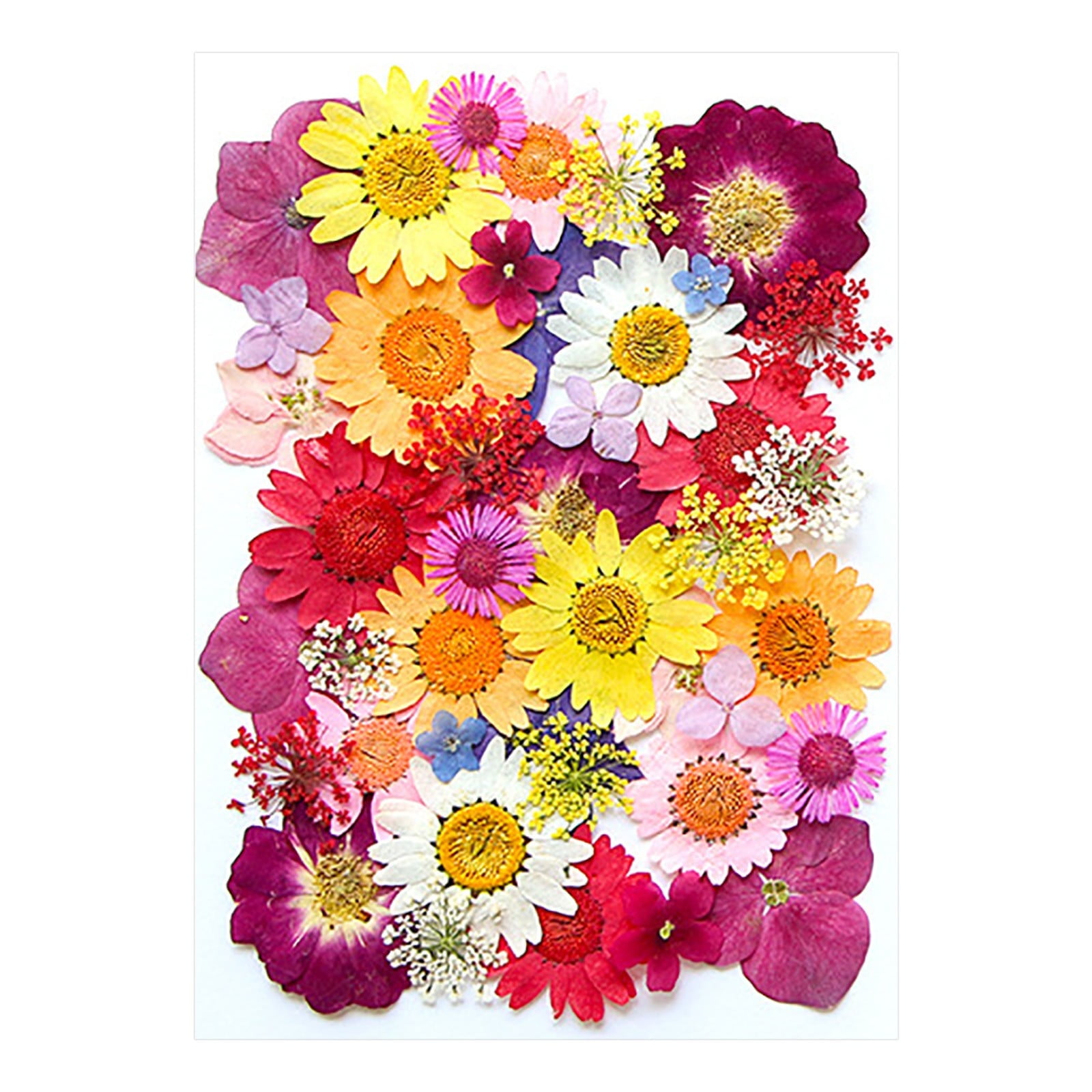 Dried and Embossed Flowers for Resin Kit Candles and Crafts