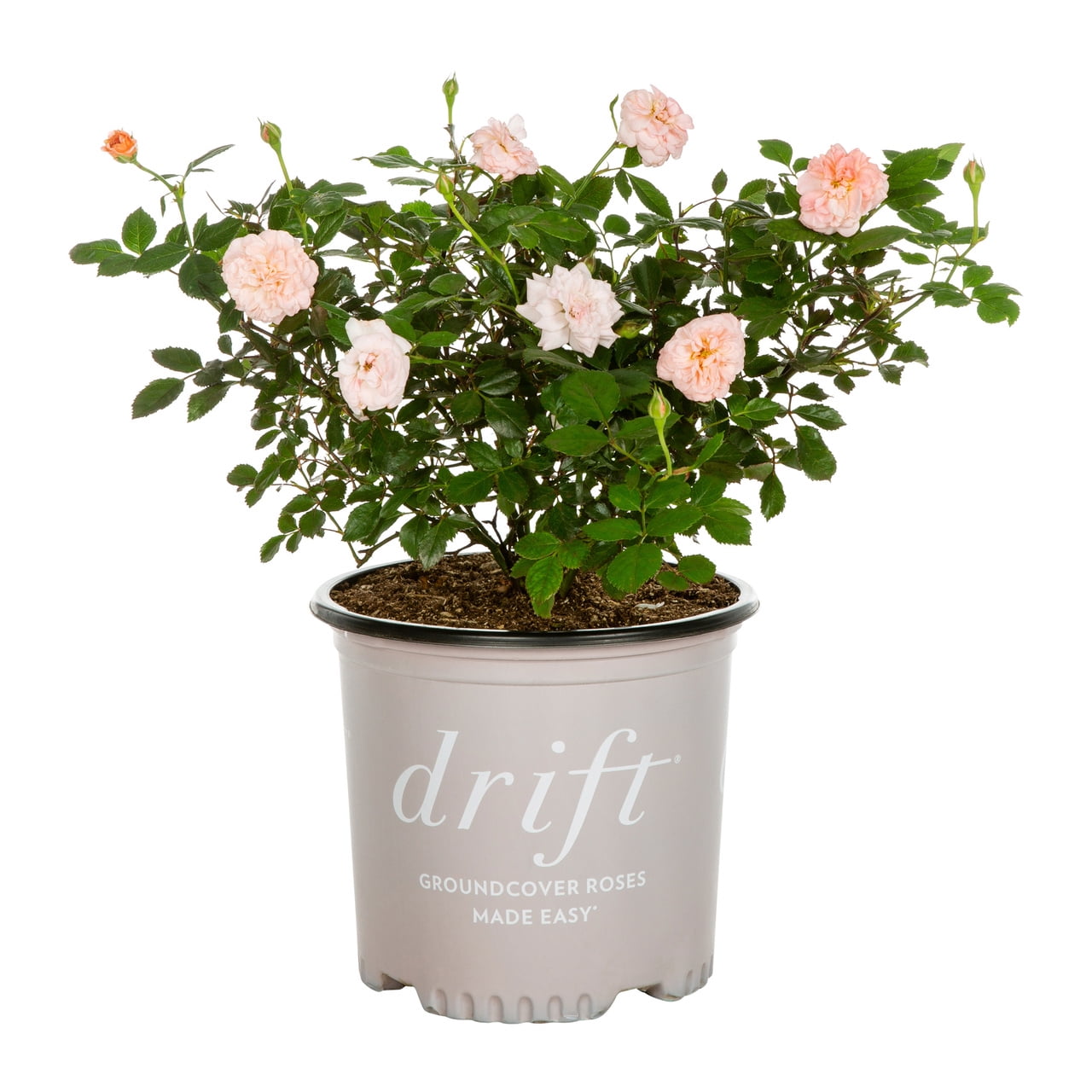 Drift 1Gal Rose Live Shrub Grower Pot Sun