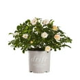 thumbnail image 1 of Drift 2G Rose Live Shrub, 1 of 3