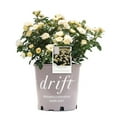 thumbnail image 1 of Drift Popcorn Rose Live Shrub (2 Gallon), 1 of 11