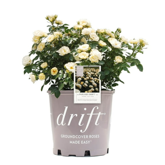 Drift Popcorn Rose Live Shrub (2 Gallon)