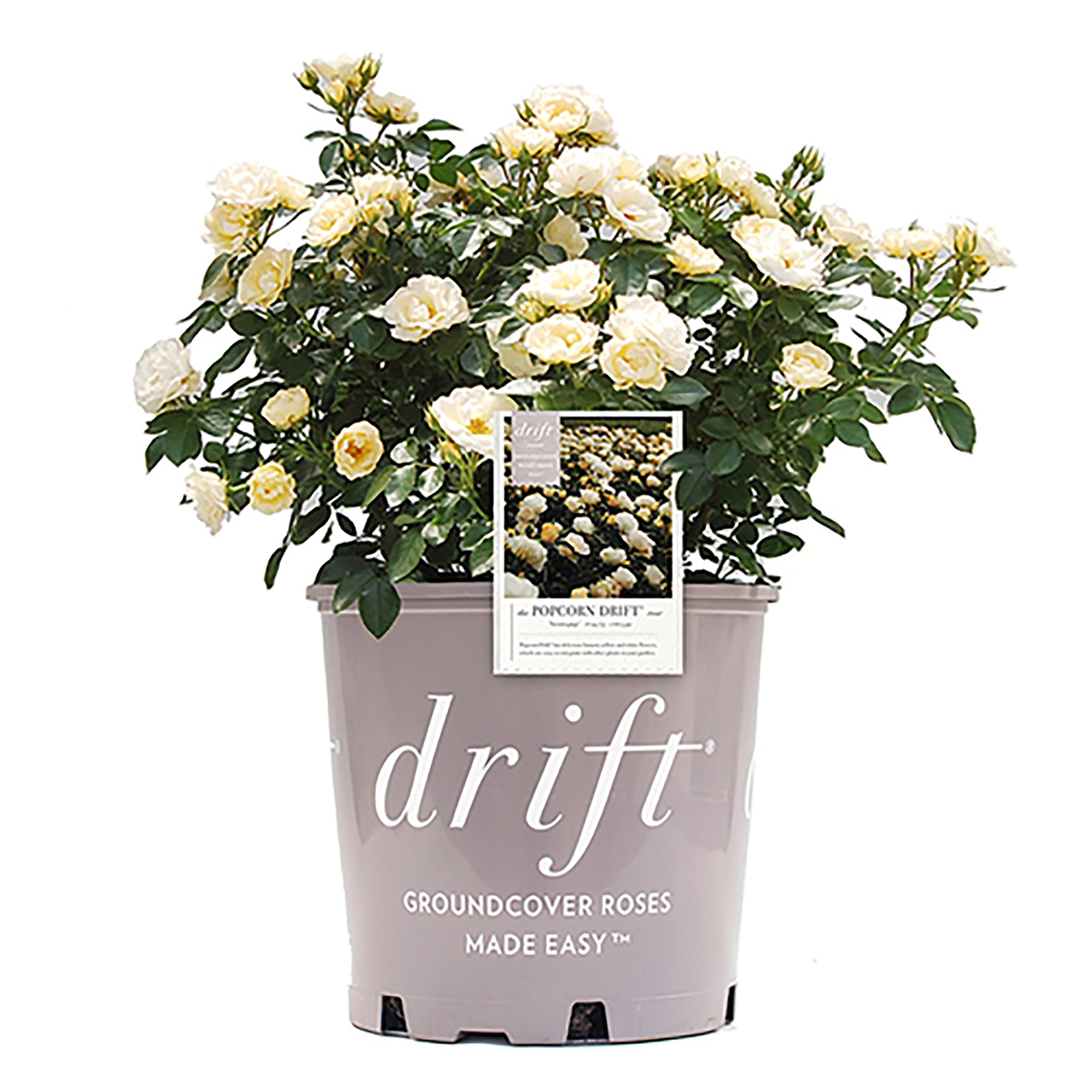 Drift Popcorn Rose Live Shrub (2 Gallon) - Walmart.com