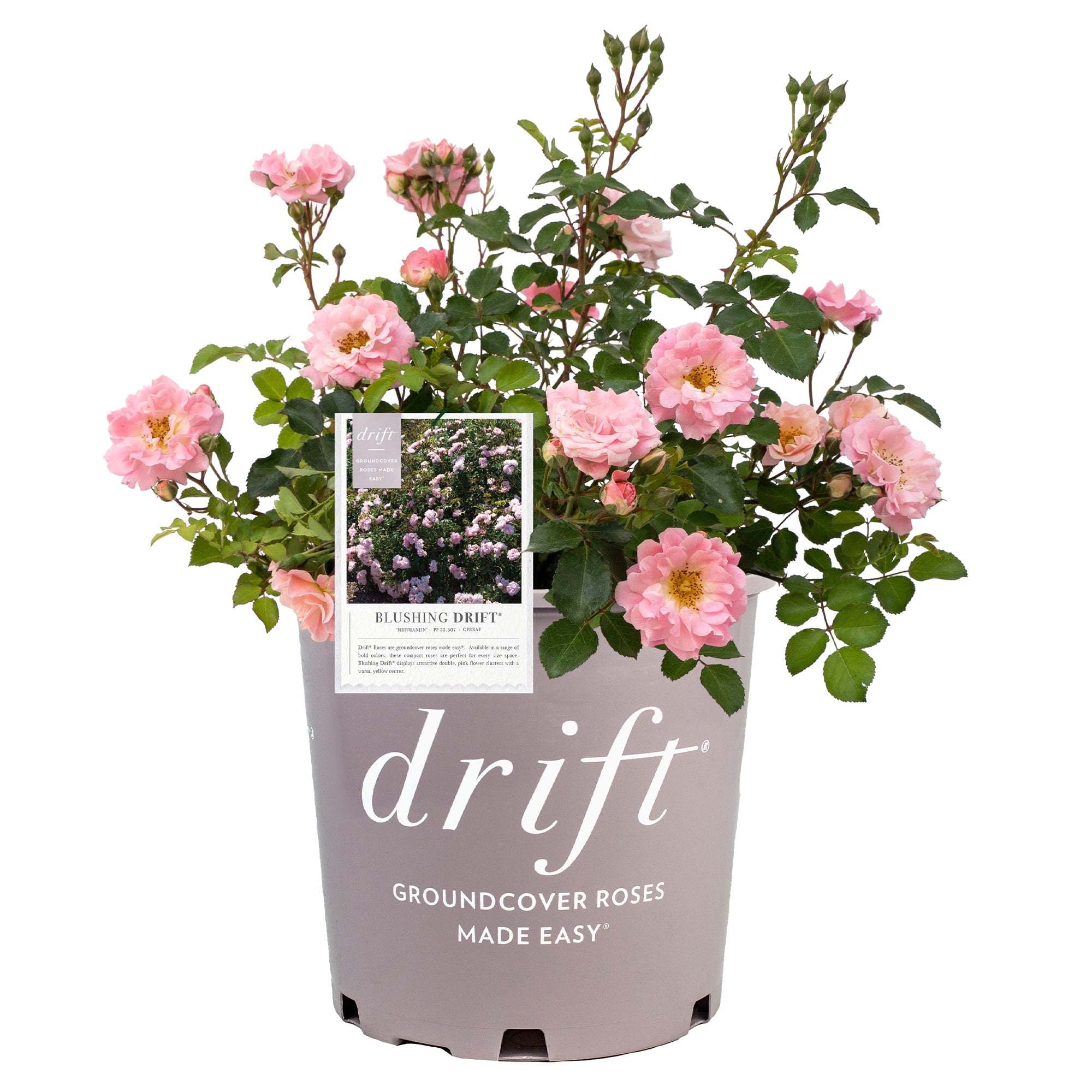 Drift Roses Blushing Groundcover Rose Live Shrub in 2-Gallon Grower Pot