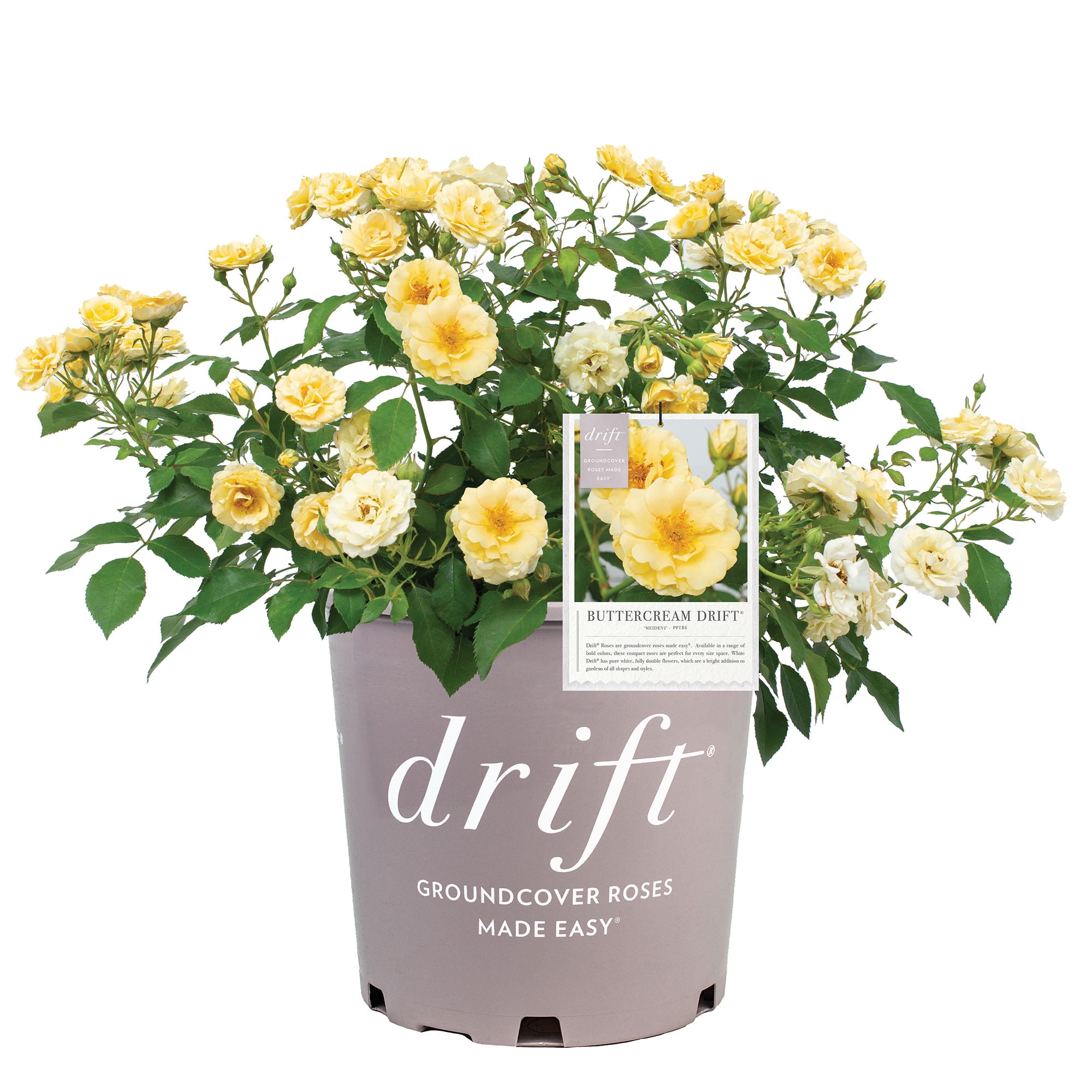 Drift Rose Buttercream Live Shrub (2 Gallon)