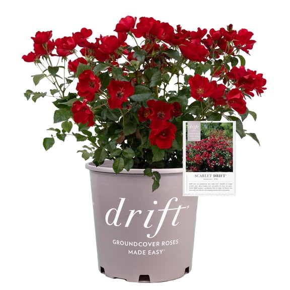 Drift Rose Scarlet Live Shrub (2 Gallon)
