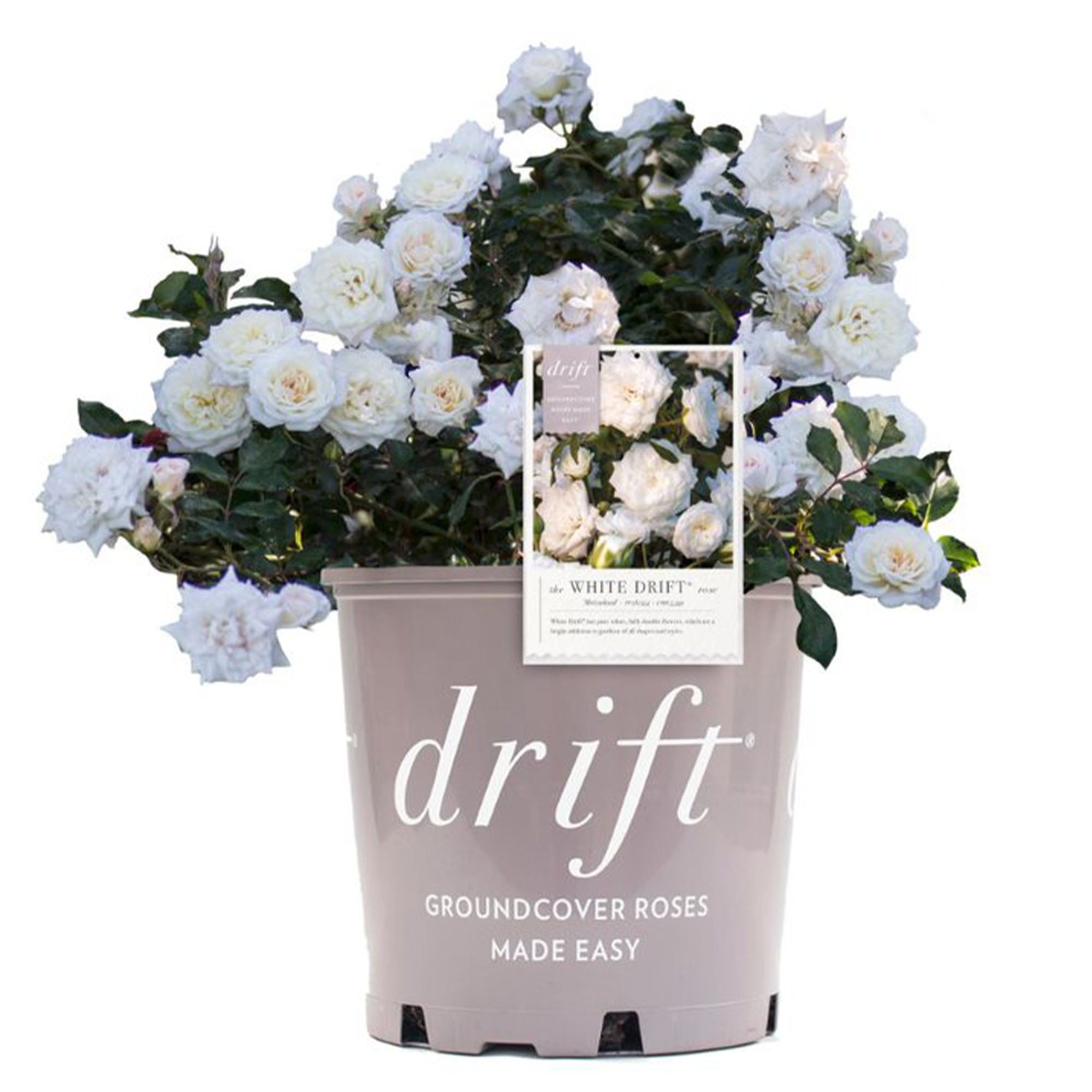 Drift Rose White Live Shrub (2 Gallon)