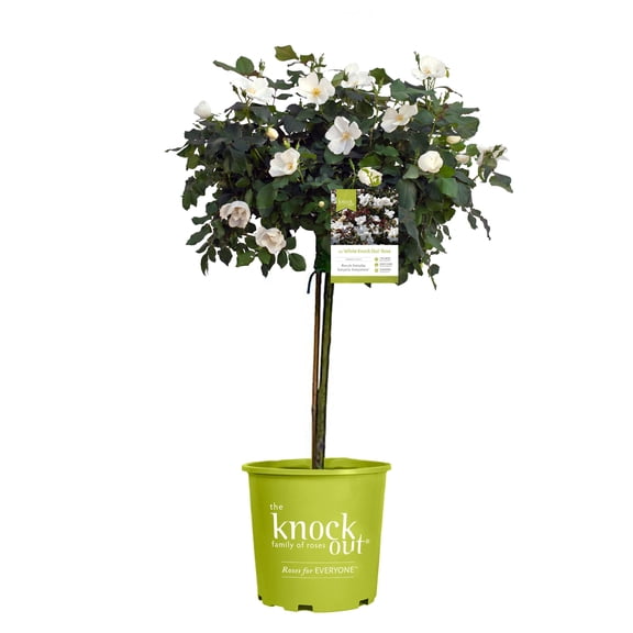 The White Knock Out Tree Rose Plant with Pure White Blooms (3 Gallon)