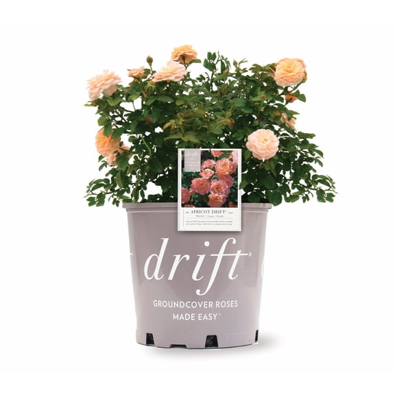 Drift Roses Apricot Drift Rose 2 Gallon (Rosa) Apricot Double Flowers Are Disease Resistant Live Outdoor Plant