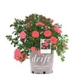 thumbnail image 1 of Drift Roses Coral Drift Rose 2 Gallon (Rosa) Bright Coral-Orange Flowers Are Disease Resistant Live Outdoor Plant, 1 of 2