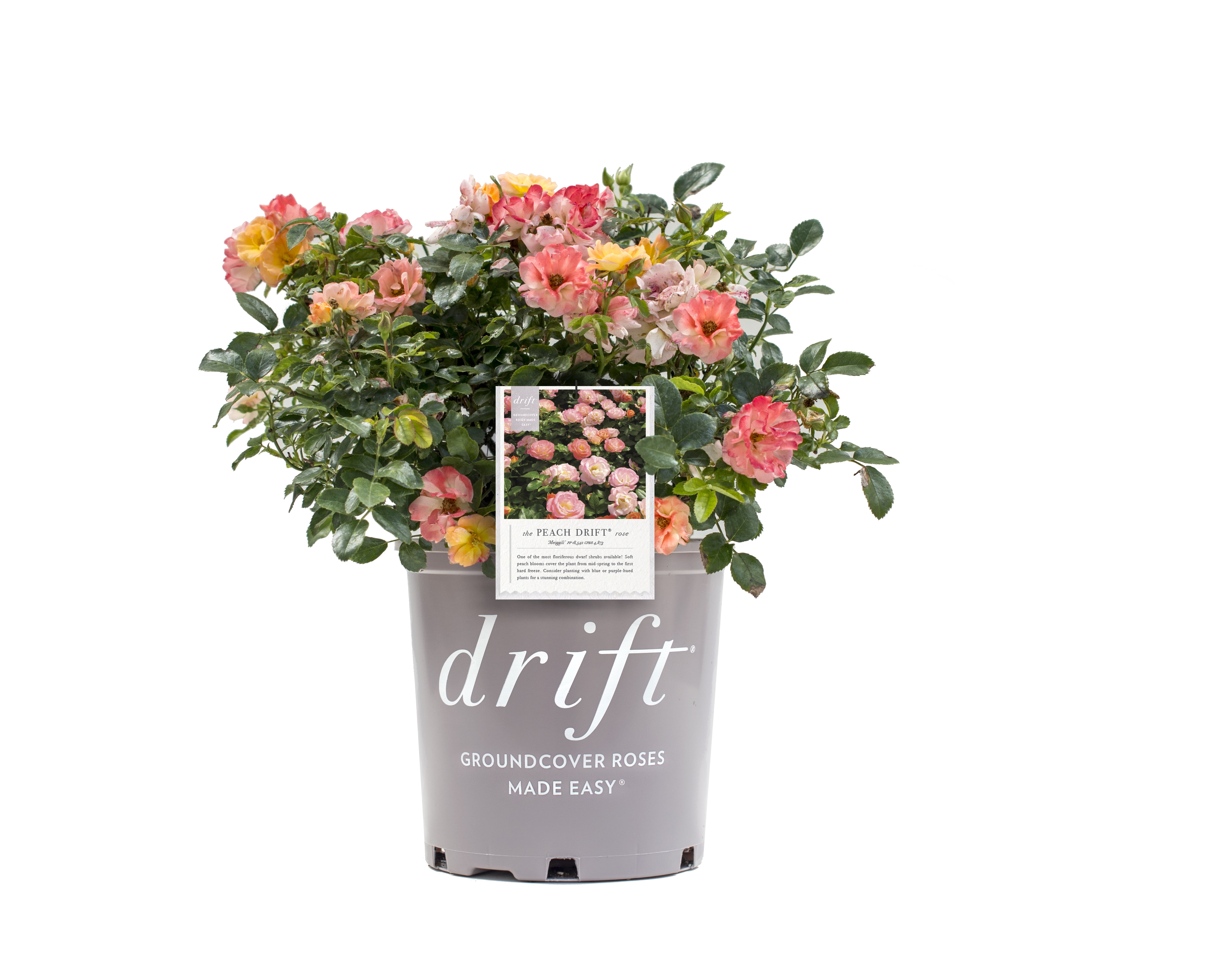 Drift Roses Peach Drift Rose 1 Gallon (Rosa) Soft Peach Flowers Are Disease Resistant Live Outdoor Plant