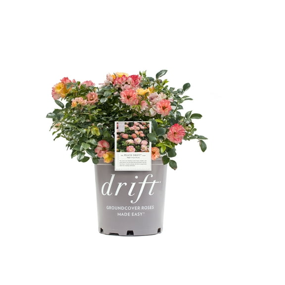 Drift Roses Peach Drift Rose 1 Gallon (Rosa) Soft Peach Flowers Are Disease Resistant Live Outdoor Plant