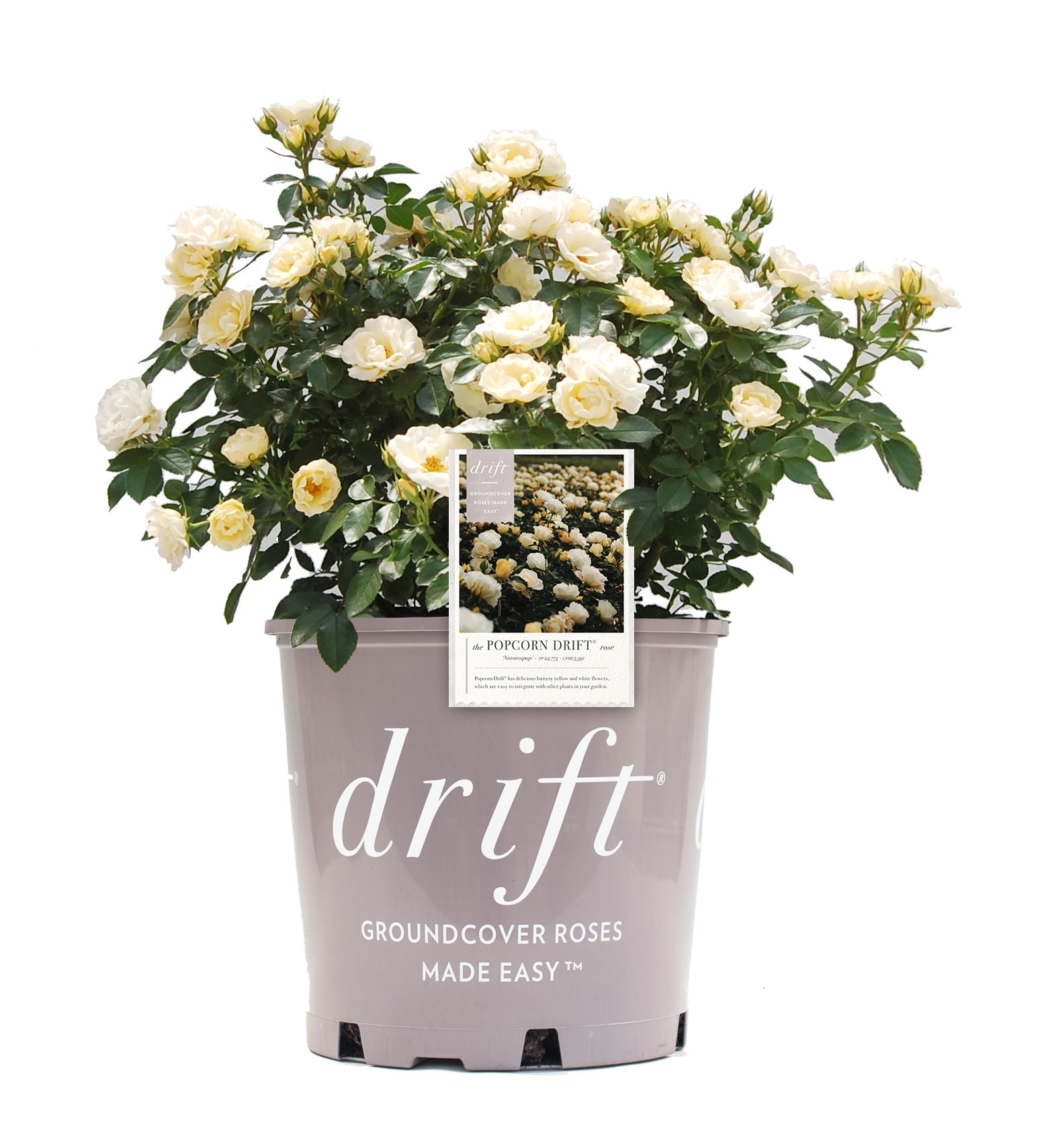 Drift Roses Popcorn Drift Rose 1 Gallon (Rosa) Yellow and Cream Flowers ...