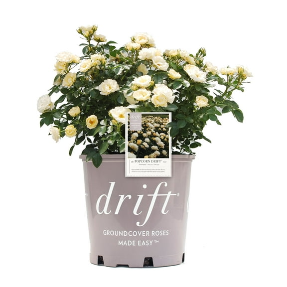 Drift Roses Popcorn Drift Rose 1 Gallon (Rosa) Yellow and Cream Flowers Are Disease Resistant Live Outdoor Plant