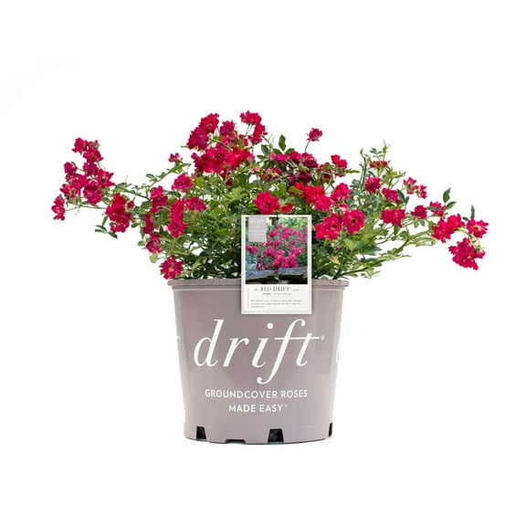 Drift Roses Red Drift Rose 2 Gallon (Rosa) Petite Red Flowers Are Disease Resistant Live Outdoor Plant