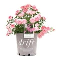 thumbnail image 1 of Drift Roses Sweet Drift Rose 2 Gallon (Rosa) Clear Pink Double Flowers Are Disease Resistant Live Outdoor Plant, 1 of 3