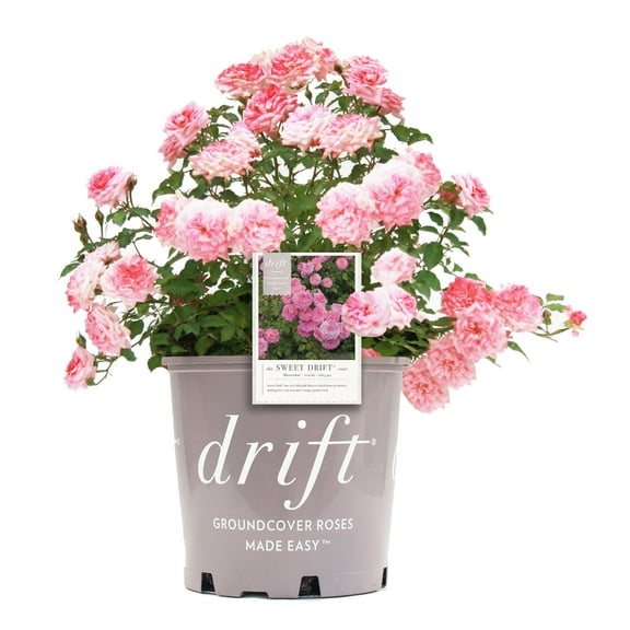 Drift Roses Sweet Drift Rose 2 Gallon (Rosa) Clear Pink Double Flowers Are Disease Resistant Live Outdoor Plant