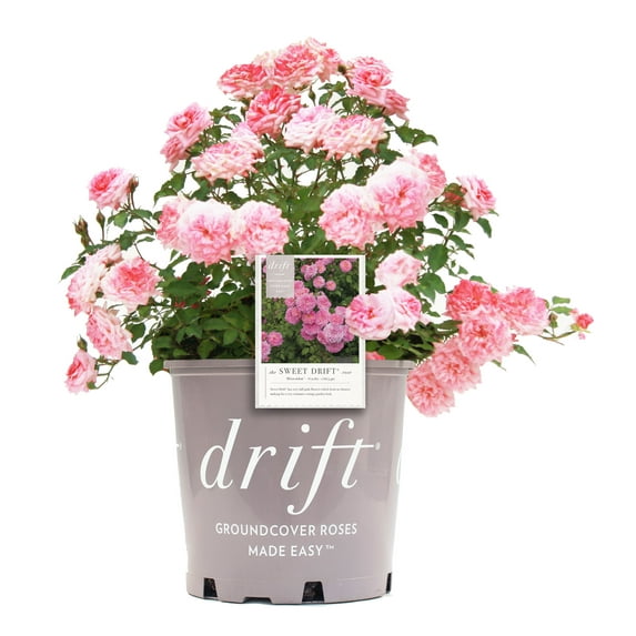 Drift Roses Sweet Drift Rose 2 Gallon (Rosa) Clear Pink Double Flowers Are Disease Resistant Live Outdoor Plant