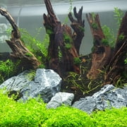 Lifegard Aquatics 5"-8" Drift Wood Aquarium Decoration
