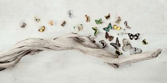Drift of Butterflies Canvas Art - Ian Winstanley (24 x 48)