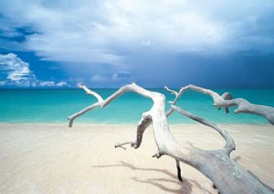 Driftwood Antigua Canvas Art - Ian Cumming (20 x 28)