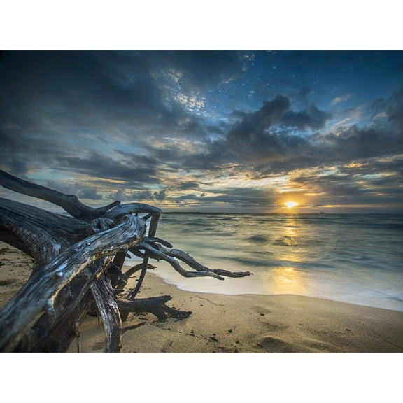 Driftwood Beach Sunset Ocean Large Wall Art Print