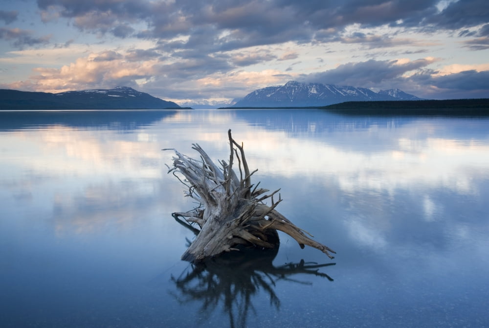 Driftwood Stump In Naknek Lake Katmai National Park Southwest Alaska Summer Canvas Art - Carl R Battreall Design Pics (17 x 11)