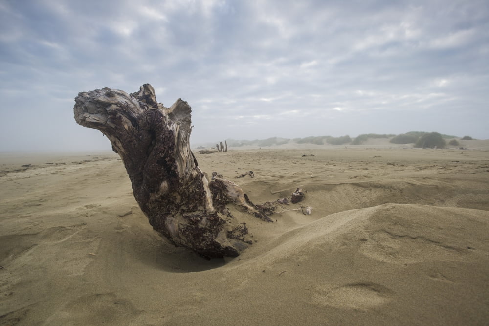 Driftwood amongst the dunes Oregon United States of America Canvas Art - Remsberg Inc Design Pics (19 x 12)