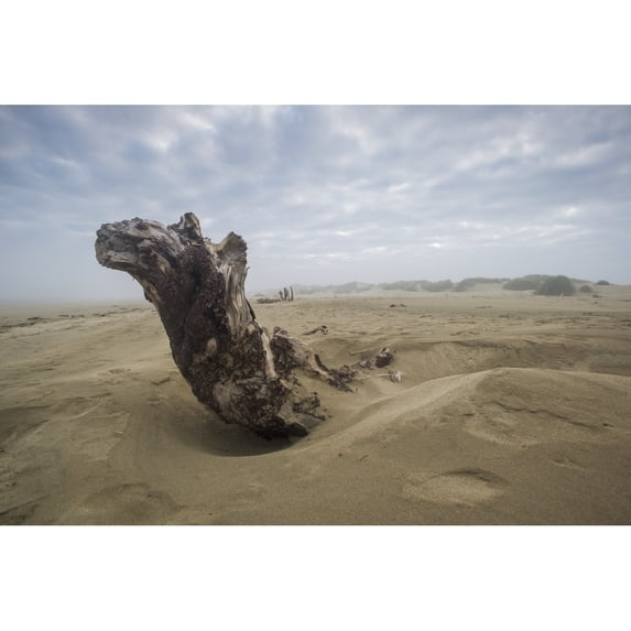 Driftwood amongst the dunes; Oregon, United States of America Poster Print (38 x 24)