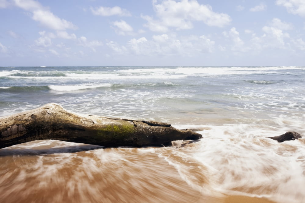 Driftwood and rocks at Lydgate Beach Park Lydgate Kauai Hawaii United States of America Canvas Art - Ian Ludwig Design Pics (19 x 12)