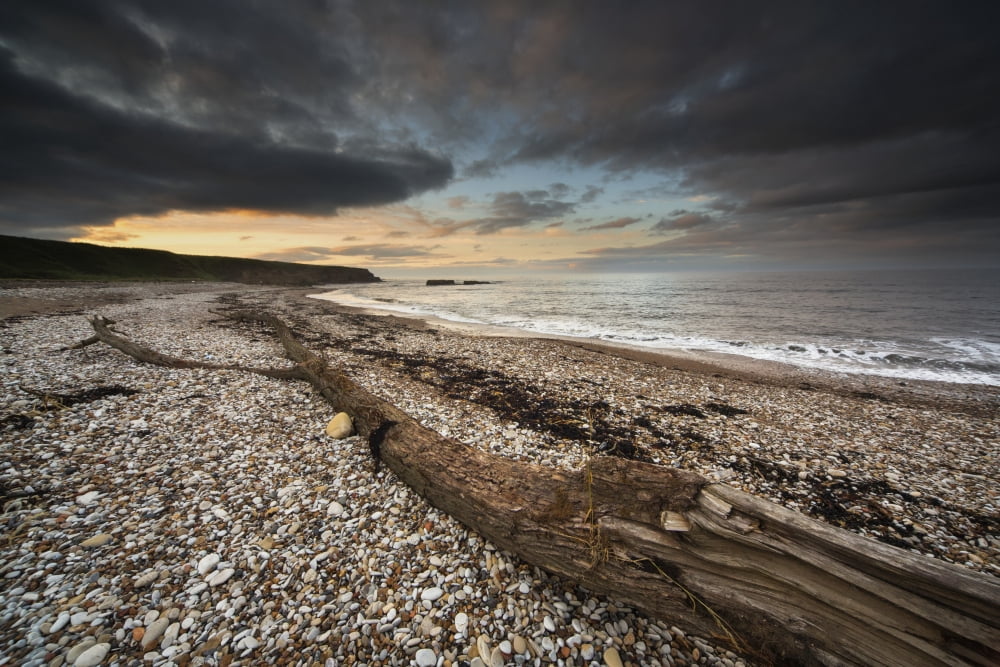 Driftwood laying on the gravel beachSunderland tyne and wear england Canvas Art - John Short Design Pics (38 x 24)