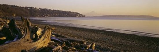 Driftwood on the beach Discovery Park Mt Rainier Seattle King County Washington State USA Canvas Art - Panoramic Images (36 x 12)