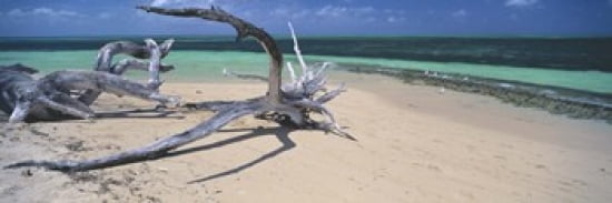 Driftwood on the beach Green Island Great Barrier Reef Queensland Australia Canvas Art - Panoramic Images (36 x 12)