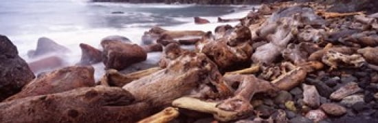 Driftwood on the beach Oregon Coast Oregon USA Canvas Art - Panoramic Images (36 x 12)