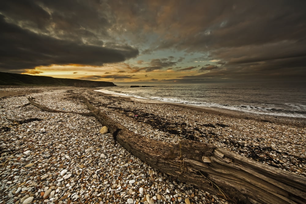Driftwood on a pebble beach at sunset with dark clouds in a dramatic sky South Shields Tyne and Wear England Canvas Art - John Short Design Pics (19 x 12)