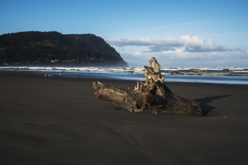 Driftwood rests on the beach near Tillamook Head Seaside Oregon United States of America Canvas Art - Robert L Potts Design Pics (18 x 12)