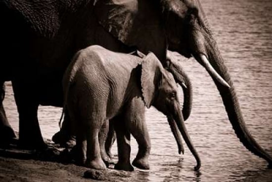 Drinking Elephants Canvas Art - Beth Wold (12 x 18)