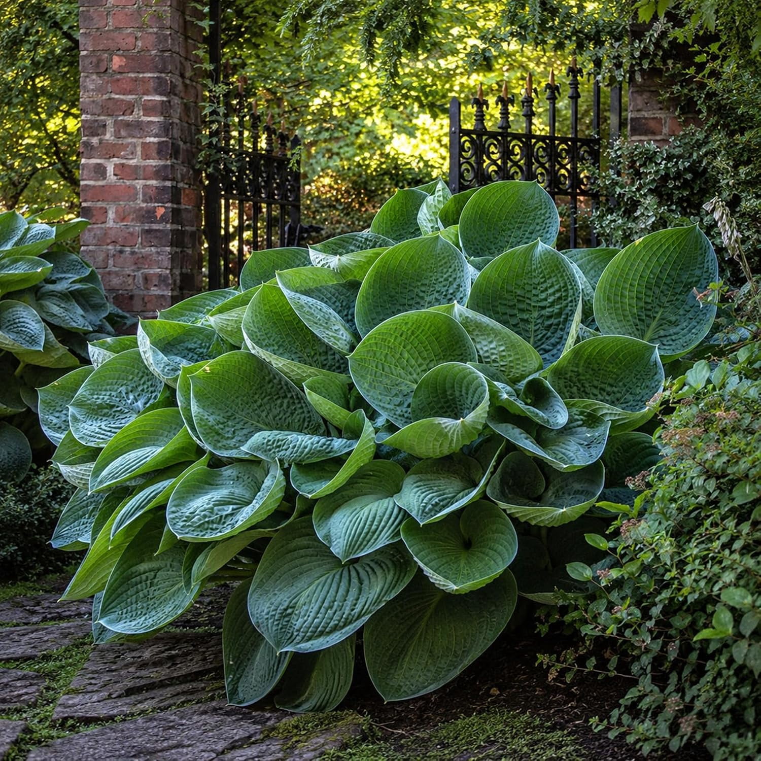 Drinking Gourd Hosta Live Plug Plants | Giant Blue-Green Cupped Leaves