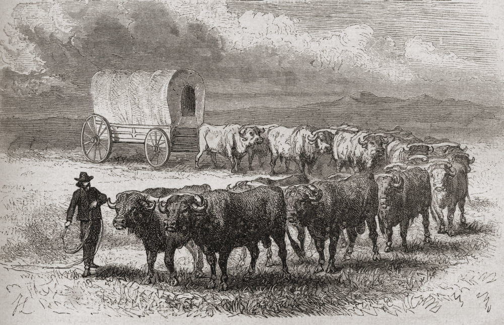 Driving Oxen Across The Great Plains Of America In 1867 From El Mundo En La Mano Published 1878 Canvas Art - Ken Welsh Design Pics (18 x 11)