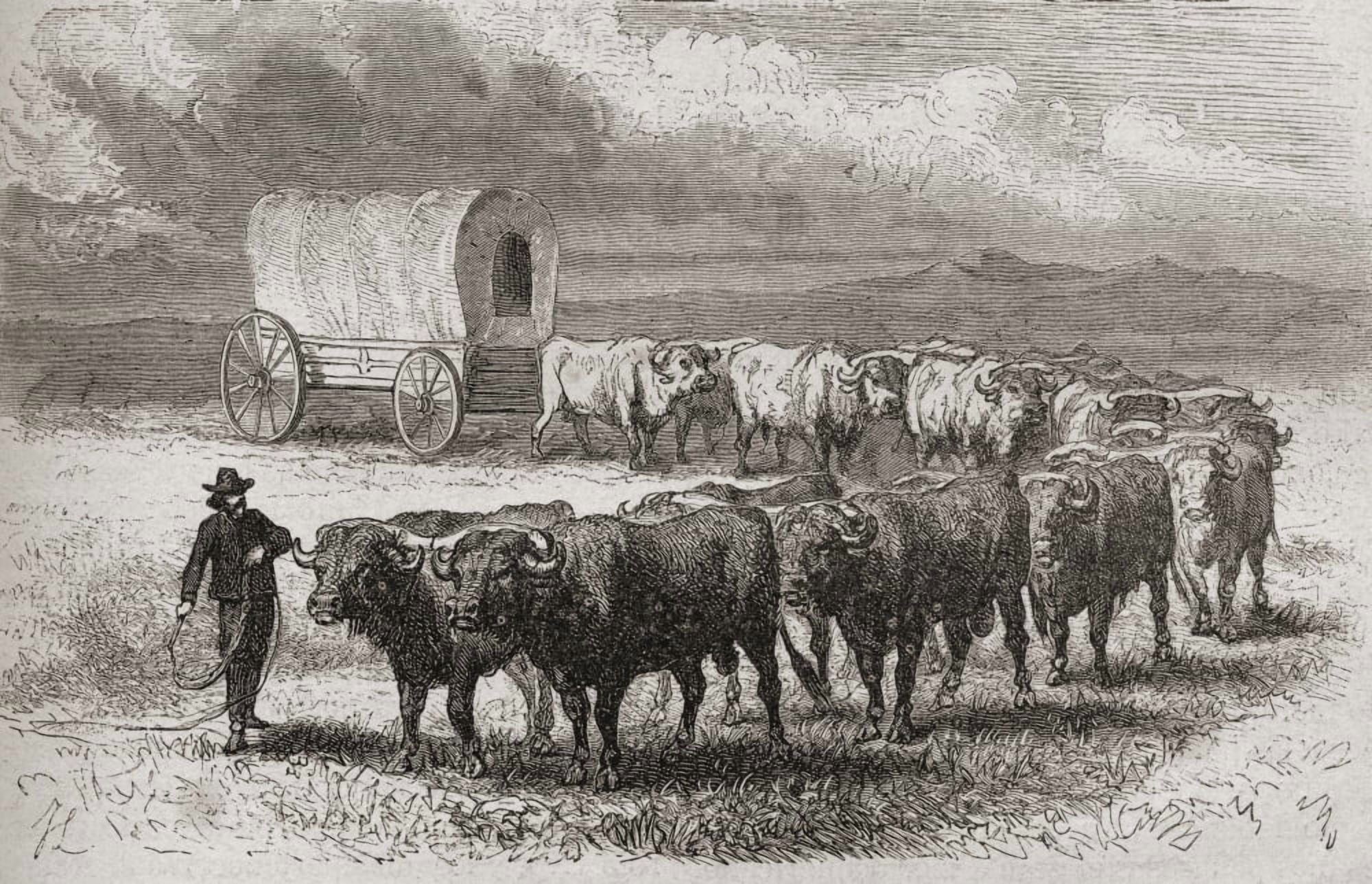 Driving Oxen Across The Great Plains Of America In 1867 From El Mundo En La Mano Published 1878 Canvas Art - Ken Welsh Design Pics (36 x 22)