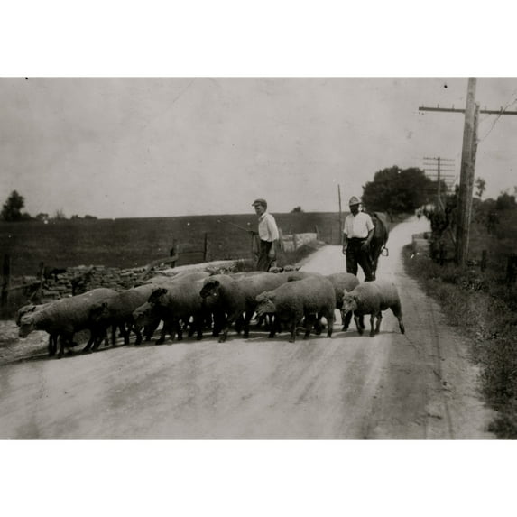 Driving sheep to town. Gartland boy Mother runs the Farmers Hotel Poster Print