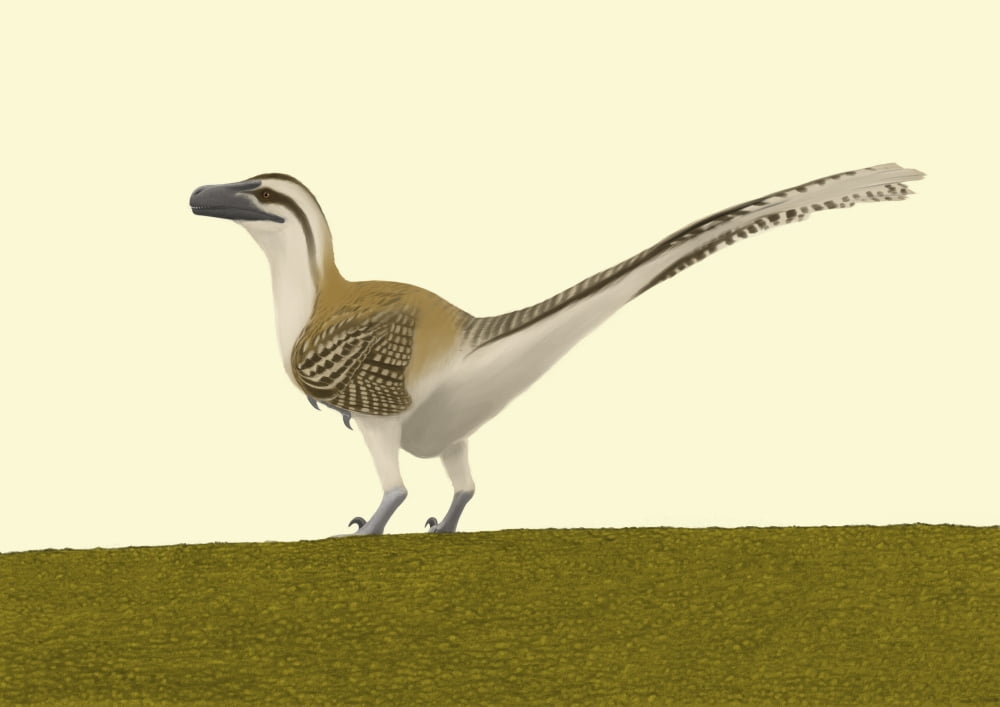 Dromaeosaurus albertensis Canvas Art - Michele DessiStocktrek Images (34 x 24)