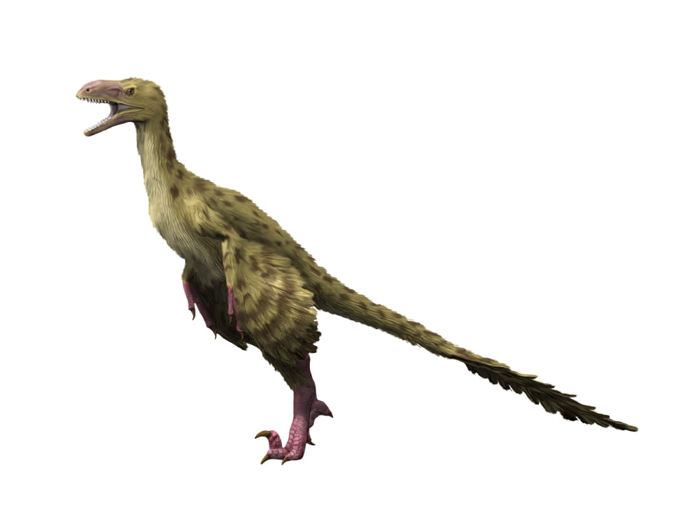 Dromaeosaurus dinosaur Canvas Art - Nobumichi TamuraStocktrek Images (33 x 25)