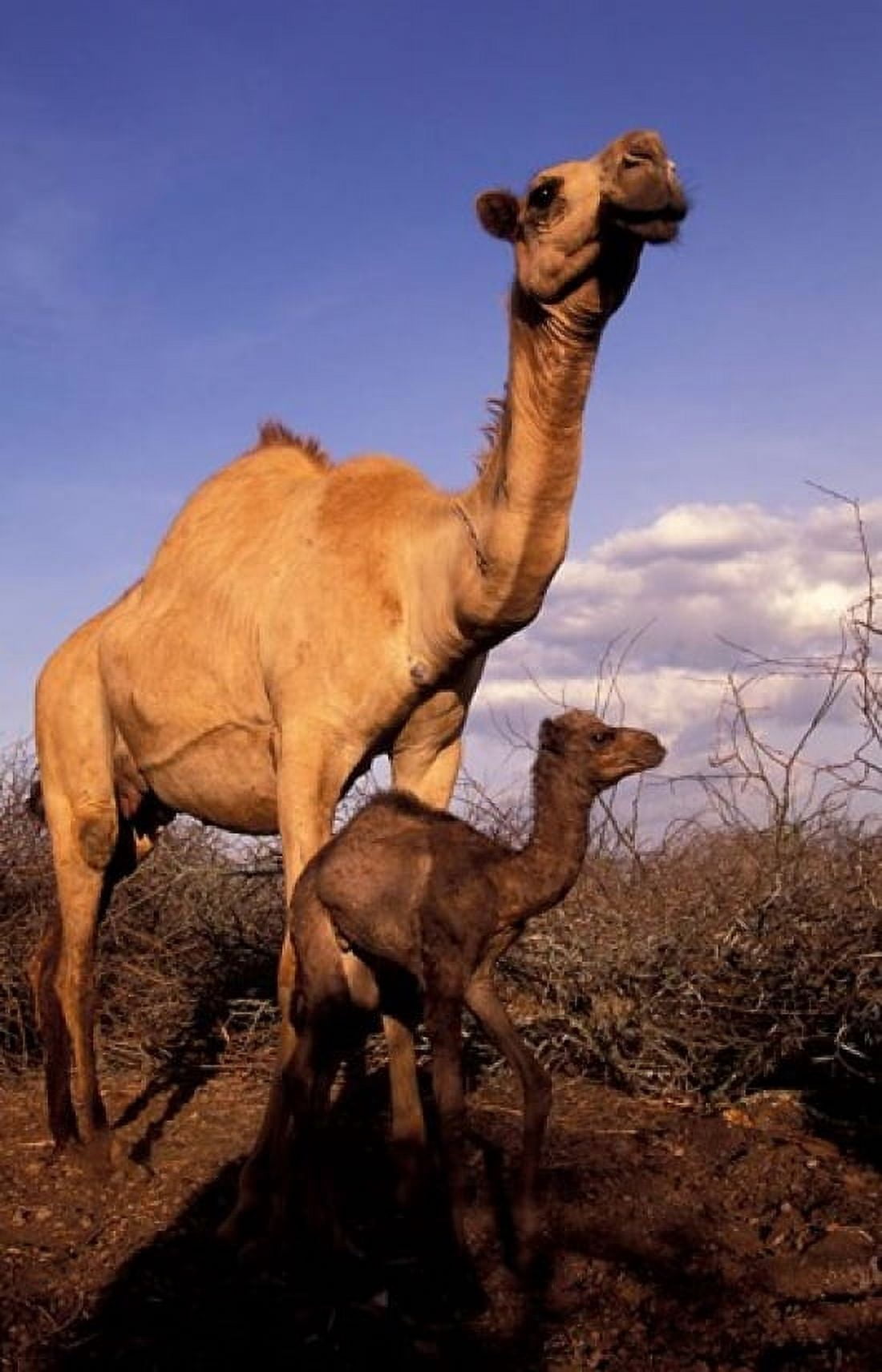 Dromedary Camel Mother and Baby Nanyuki Kenya Canvas Art - Art Wolfe DanitaDelimont (23 x 35)