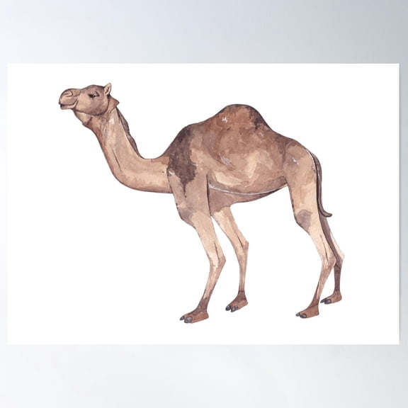 Dromedary-Camelus Dromedarius Poster Wall Art, Modern Wall Decor For Living Room Bedroom, 12x18 UNFRAMED